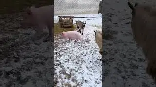 Хрюша.