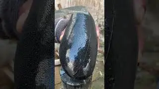 Have you ever eaten black mango? the taste is not bad