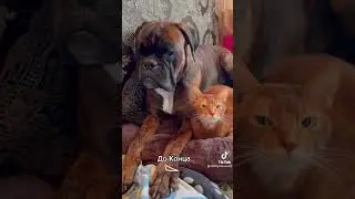 Самый добрый кот на свете