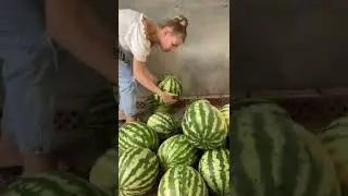 КАК ПРАВИЛЬНО ВЫБРАТЬ АРБУЗ 🍉🍉🍉