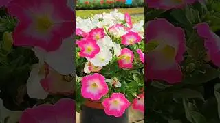 Flower shopping in aprile@Figline Diaries#flowers#spring#fiori#primavera#aziendaagricolamulinacci#春