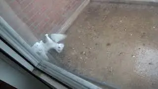 pigeons playing around
