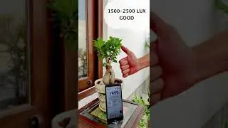 Where to keep Bonsai plants?