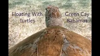 Floating with Turtles so close you can see the details of their face.  Green Cay, The Bhamas