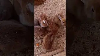 Бургундская смесь