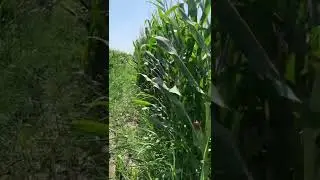 Макка жохори🌽.Tareks.Тел:+998(99)873-04-14.ТК алтун нави (сорти).