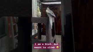 To climb or not to climb! Pepper finds the instinct 😎🦜