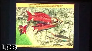 Australian Rainbowfish and Blue Eyes Ken Boorman NEC 2019 Talk