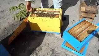 Изолирую двух маток в шестирамочнике ч.2