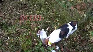ОХОТА НА ЗАЙЦА!