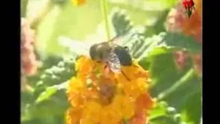 النحلة   أنشودة قديمة للأطفال