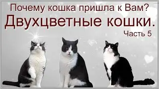 Как окрас шерсти кошки влияет на вашу жизнь. Почему кошка пришла к Вам. Двухцветные кошки. Часть 5