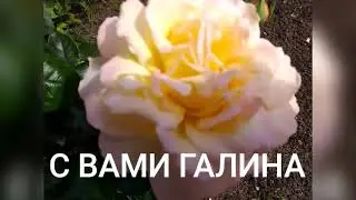 206.# РОЗЫ В ПОДМОСКОВЬЕ🥀ВИДЕО ПО ВАШЕЙ ПРОСЬБЕ🥀ПЛЕТИСТАЯ РОЗА РИМОЗА.
