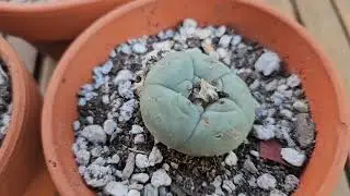 Lophophora williamsii - a new cactus in my collection