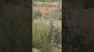 #Сапа встречает с работы