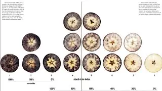 Test for starch  Food chemistry