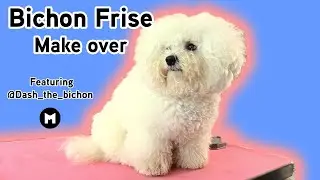 Bichon Frise grooming make over