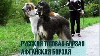 #ялюблюборзых