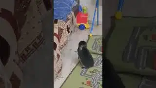 Macan привыкаю