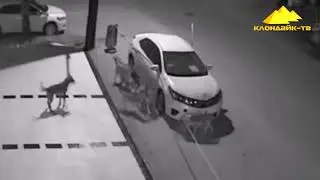 УДИВИТЕЛЬНЫЕ МОМЕНТЫ С ЖИВОТНЫМИ