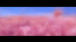Flower Field 3