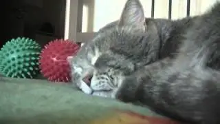Кот говорит будь здоров