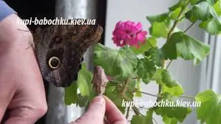 калиго Эврилокус