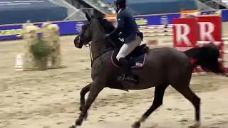Kto Terminator - mare, 2017, (Dominator Z x Cicero Z) - CSIYh, Sentower- clear and placed again