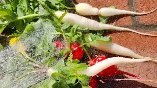 Harvesting Icicle and Cherry Radish from my home garden #garden #shorts #radish #plants #home