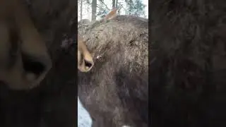 Встреча лося в лесу #лось #природа #лес #moose #elk #hunting #forest #охота