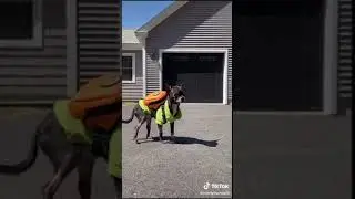 Funny Dog 43 #shorts