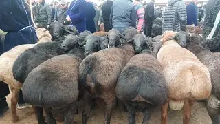 QUCHQORLARNI SARALARI CHIQDI QARSHI KARVON MOL BOZORIDA 19.11.2023