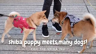 Shiba puppy learns to greet many dogs - Bert Flinn Park | 柴犬学习如何与其他幼犬打招呼！