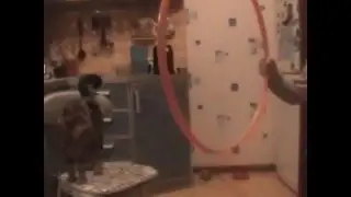 Дрессировка кота Барсика