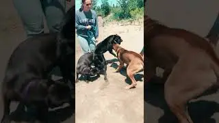 Cane Corsos Fight 😱 