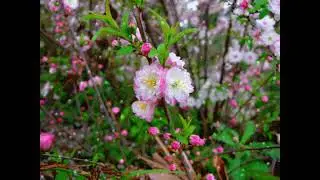 【梅花泪---陶笛 3个小时】 fatigue relief music  轻音乐 钢琴音乐 -  疗愈音乐 - 放松解压,放鬆身心,輕音樂 ,適合放鬆,療癒,舒眠,減壓 ,读书