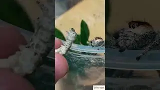 Feeding Pregnant Jumping Spider #pestweek #jumpingspider #pregnant #feeding #foryou #shorts