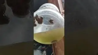 золото из мостов .