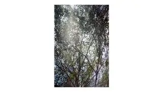 Kodak Vision 250d x Ricoh f3 .