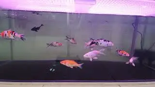 Keeping koi in fish tank(1 month) 2022 03 05