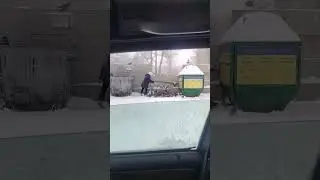 подкармливают голубей