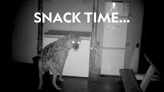 Hyena vs. Fridge | Musekese Conservation
