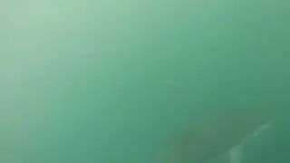 Dolphins 2