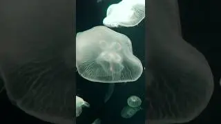 Singapur S.E.A. Aquarium Meduzy | Film z podróży | Jellyfish aquarium #singapur #asia #shorts