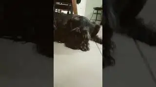 mi perrita cuando la adoptamos 😁