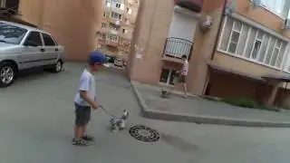 VLOG: Марк и папа. Гуляем с нашей собачкой йоркширским терьером .