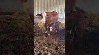 Leona’s New Baby Boy❤️🐮🐮