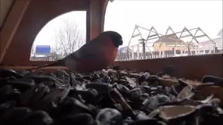 Кто в кормушке хозяин?