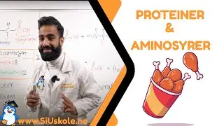 3. Proteiner og aminosyrer | Naturfag Næringsstoffer