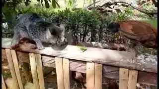 pusang inagawan Ng pagkain 😅